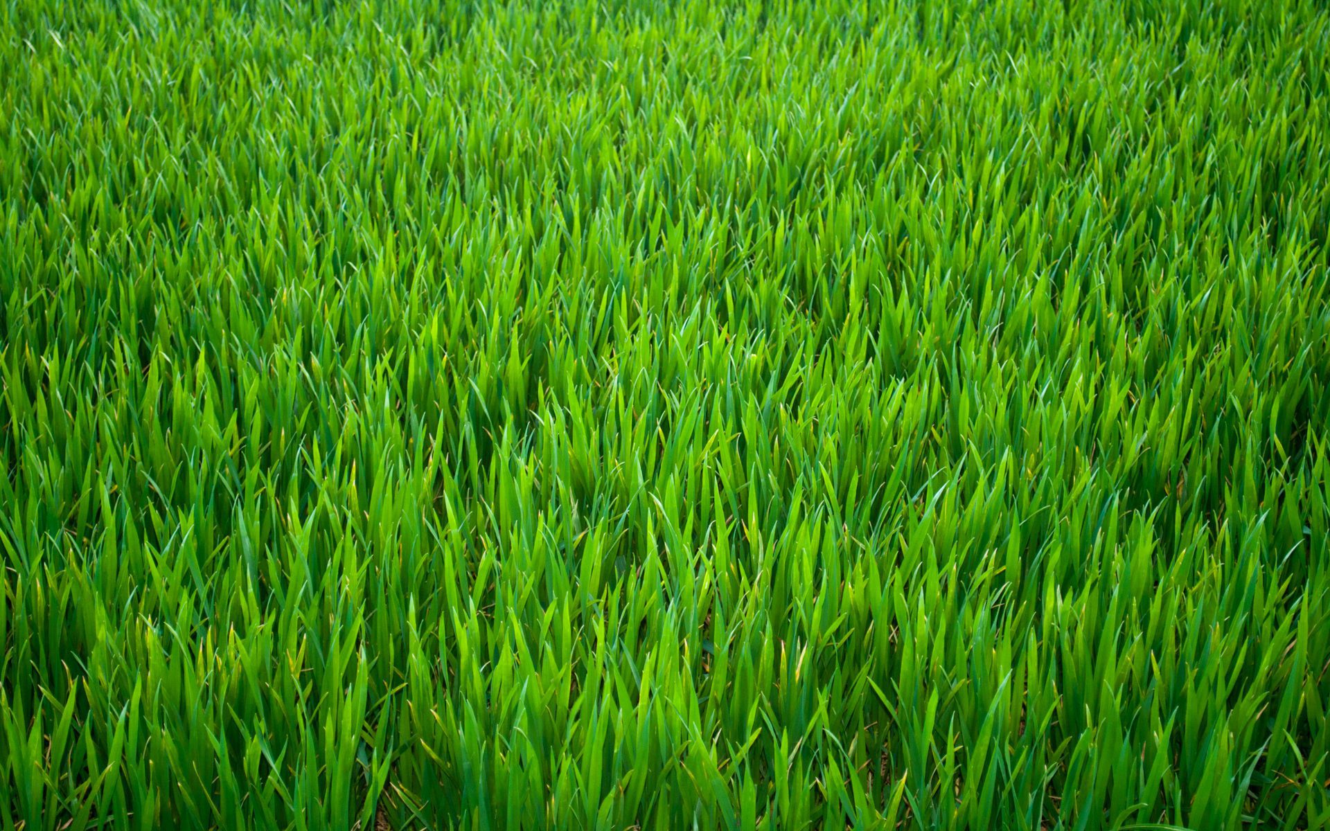 greengrass